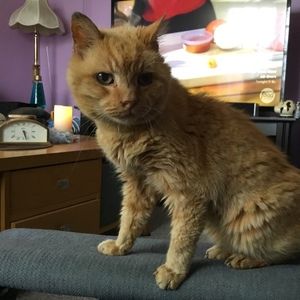 Meet your Posher, Posh